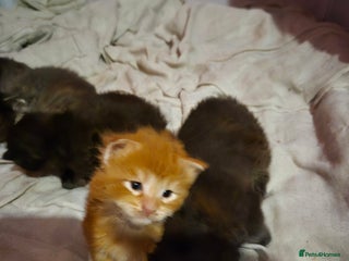 Maine Coon cats Russian /xxl maine coon - Advert 15