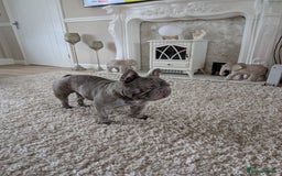 French Bulldog dogs for sale: 2 year old Blue Brindle French Bulldog - Image 1