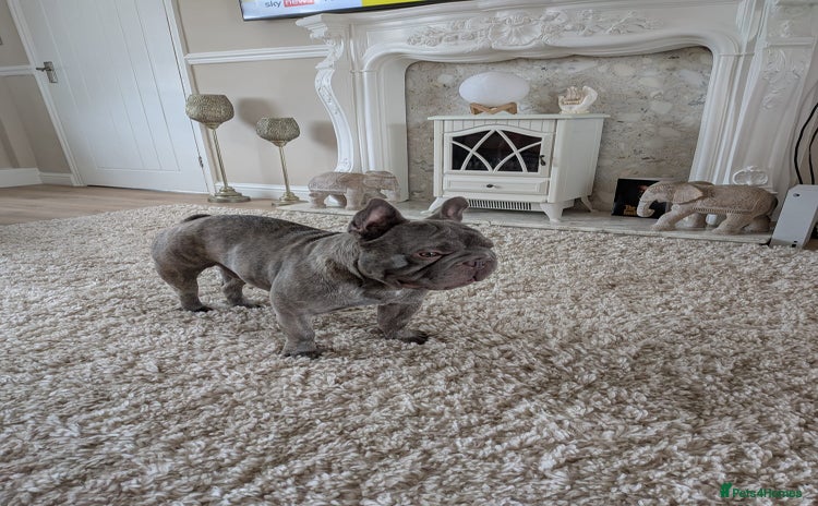 French Bulldog dogs - Advert 1