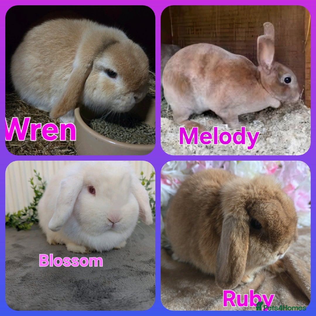 Mini Lop rabbits for sale: ❤️mini lop & mini rex girls available ❤️ - Advert 1