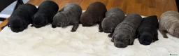 Labrador Retriever dogs for sale: Exceptionally health tested Kc reg Labrador pups - Advert 3
