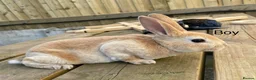 Rex rabbits for sale: 💖Pure bred mini Rex various ages 💖 - Advert 2