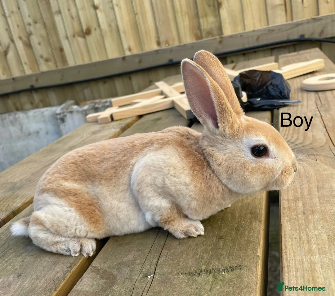Rex rabbits for sale: 💖Pure bred mini Rex various ages 💖 - Advert 2