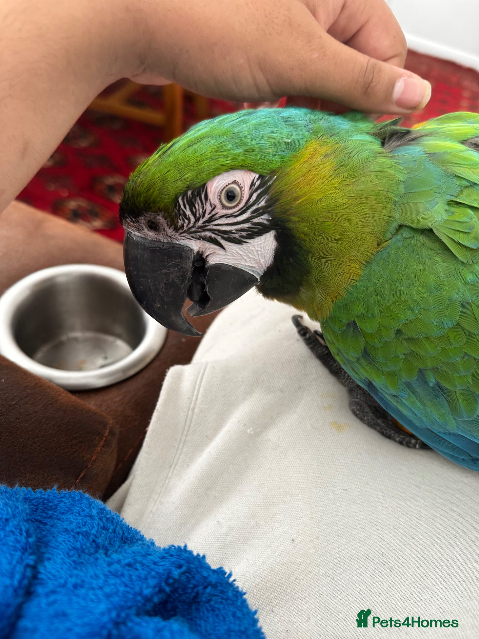 Parrots birds for sale: Rare stunning hybrid milligold macaw   in Harrow - Advert 1