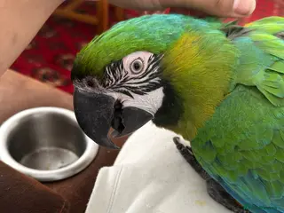 Parrots birds Rare stunning hybrid milligold macaw - Advert 5