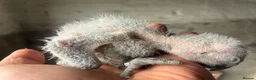 Parrots birds for sale: baby tame african greys - Advert 4