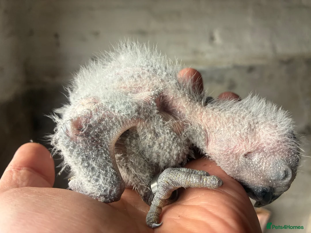 Parrots birds for sale: baby tame african greys - Advert 4