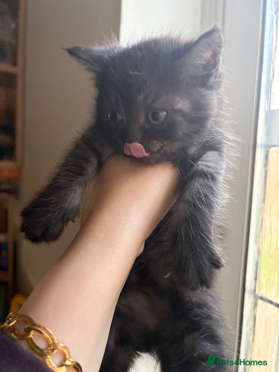 British Shorthair cats for sale: British short hair/persian mother - Advert 23