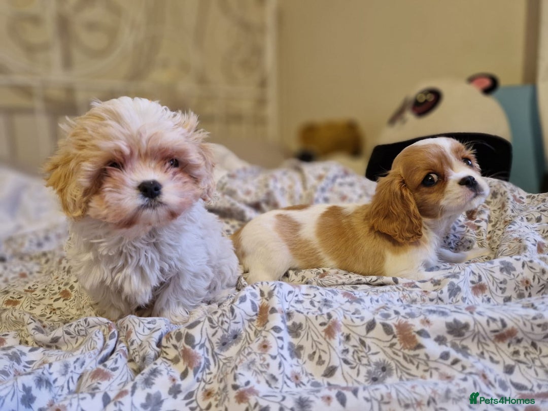 Cavapoo dogs for sale: Beautiful, confident and loving cavapoo pups - Advert 6
