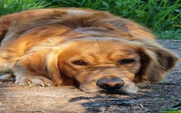 Golden Retriever dogs for stud: Gorgeous Stud Dog Angus - Image 9