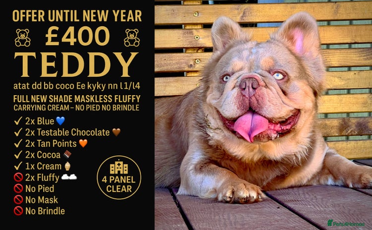 French Bulldog dogs in Immingham - Advert 13