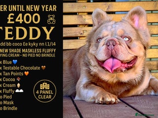 French Bulldog dogs in Immingham - Advert 9