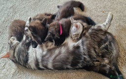 Maine Coon cats for sale: Maine coon x marble bengal unique kittens - Image 2