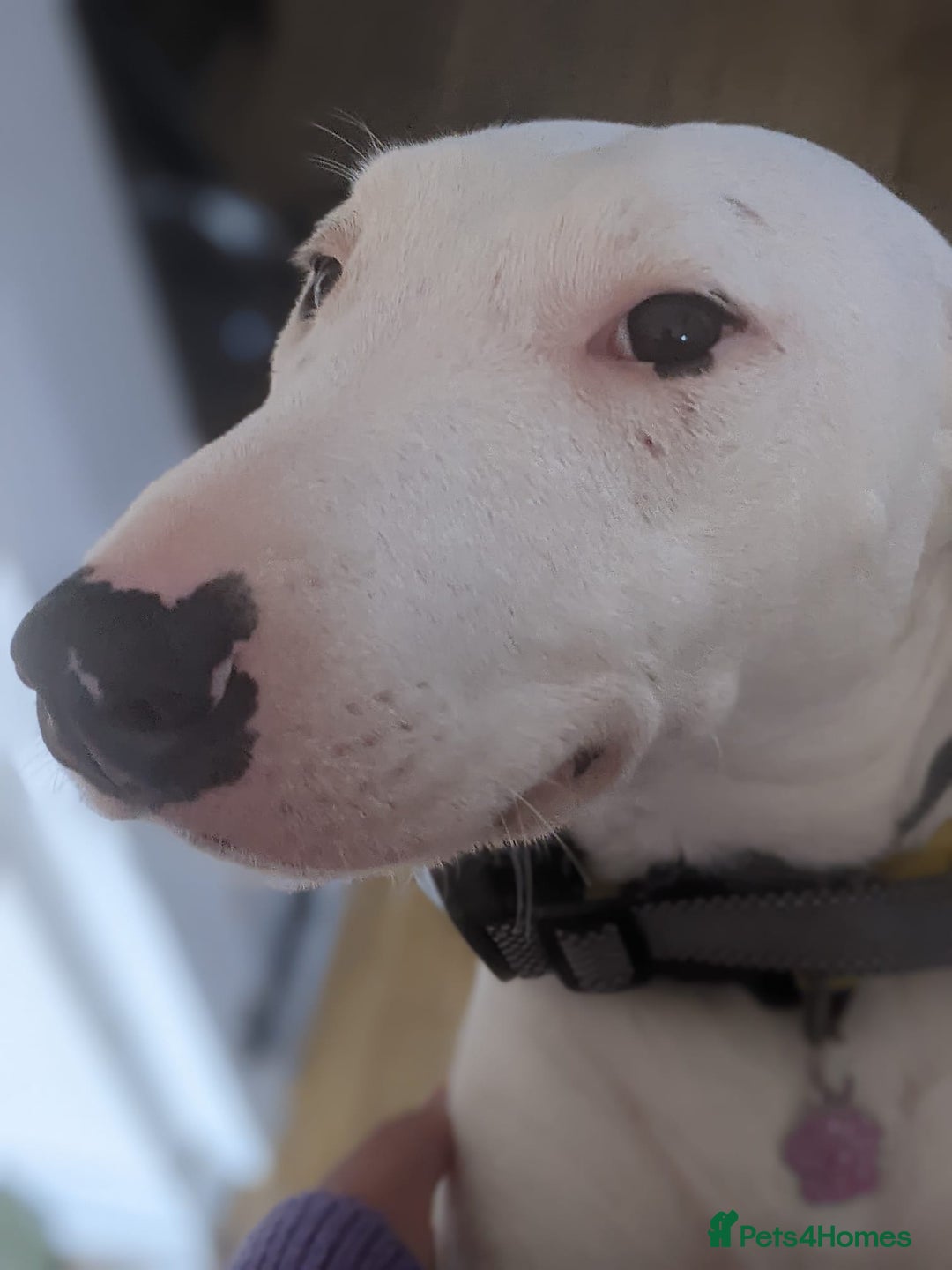 Mixed Breed dogs for sale: Rehome Mavis - Image 2