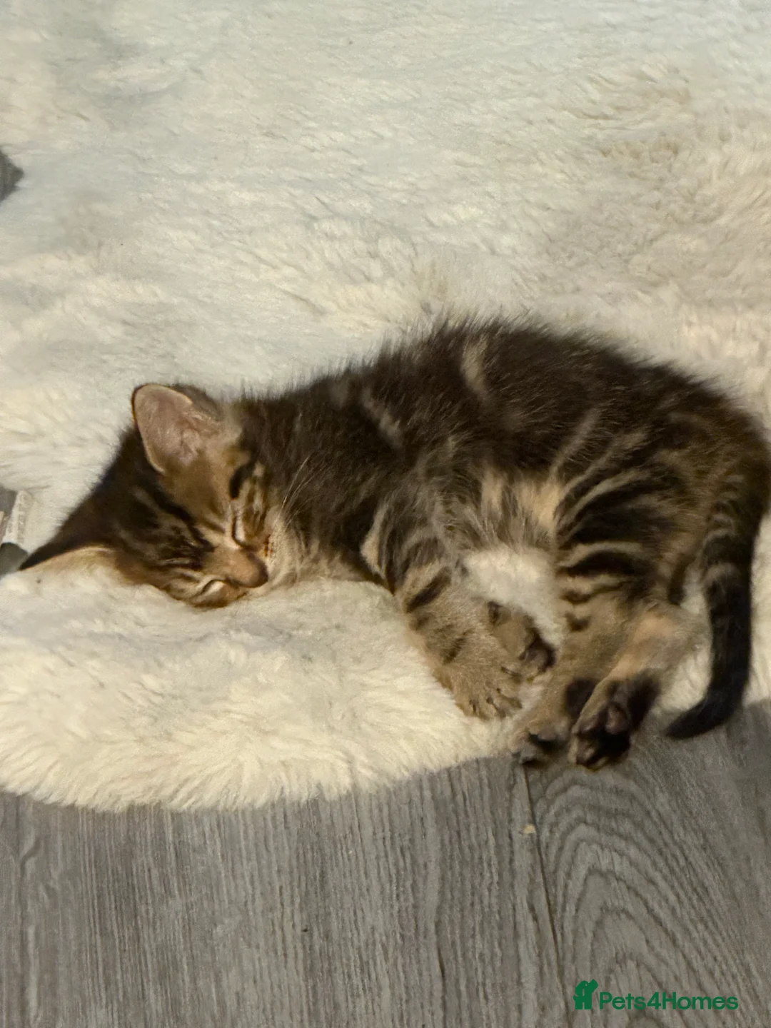 Siberian cats for sale: Siberian x kittens  - Advert 7