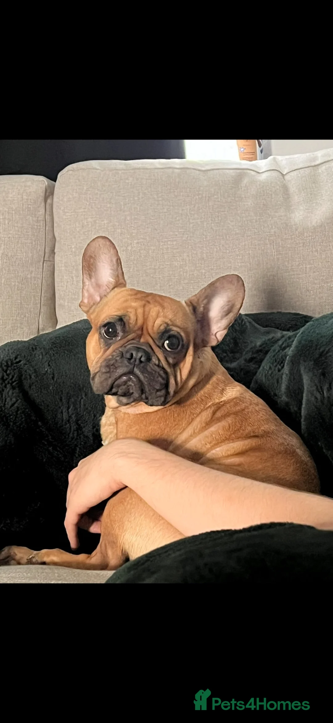 French Bulldog dogs for sale: 5 year old female French Bulldog - Advert 2