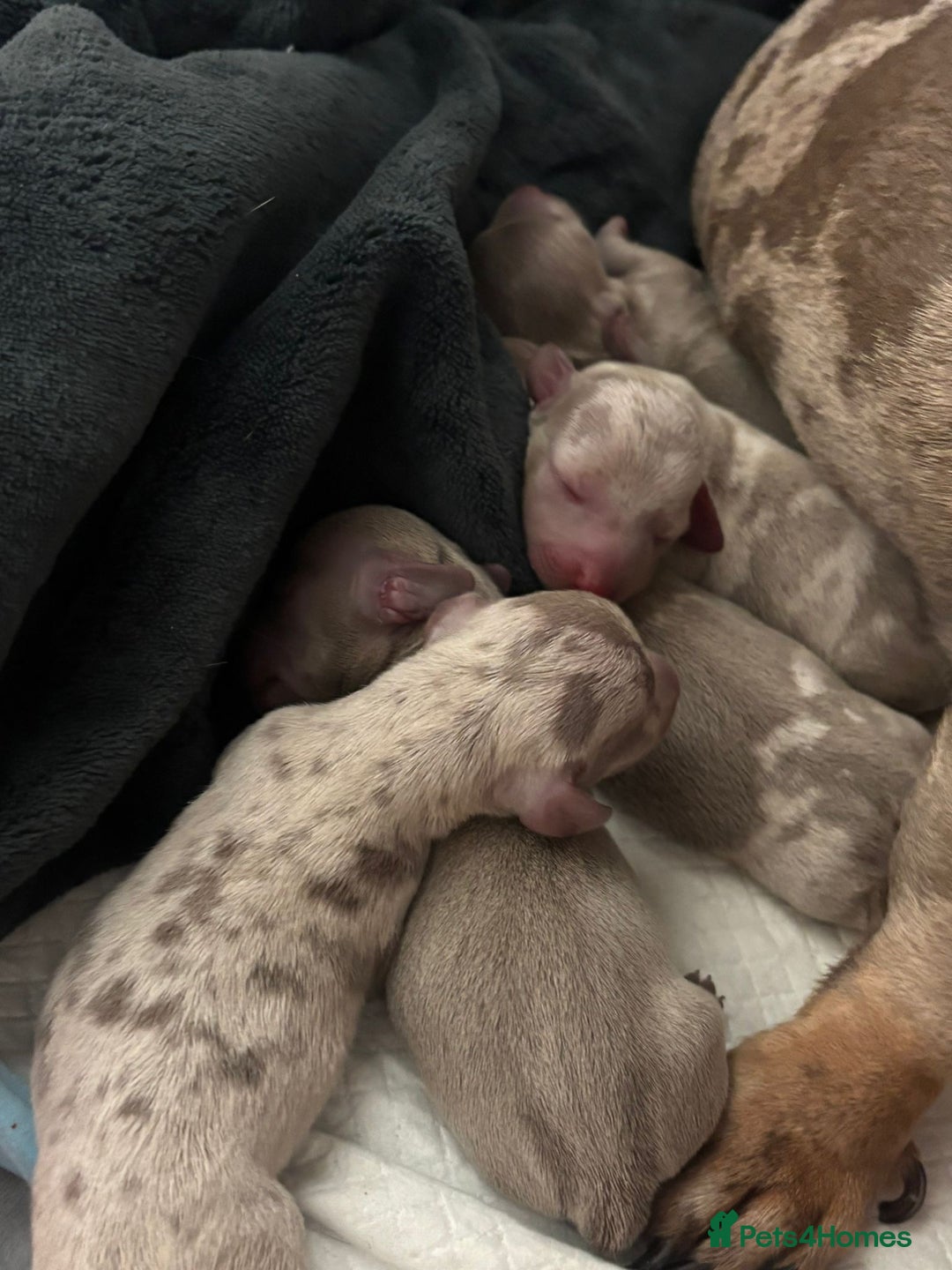 Dachshund dogs for sale: Gorgeous Litter - Isabella Dapple / Isabella Tan - Advert 3