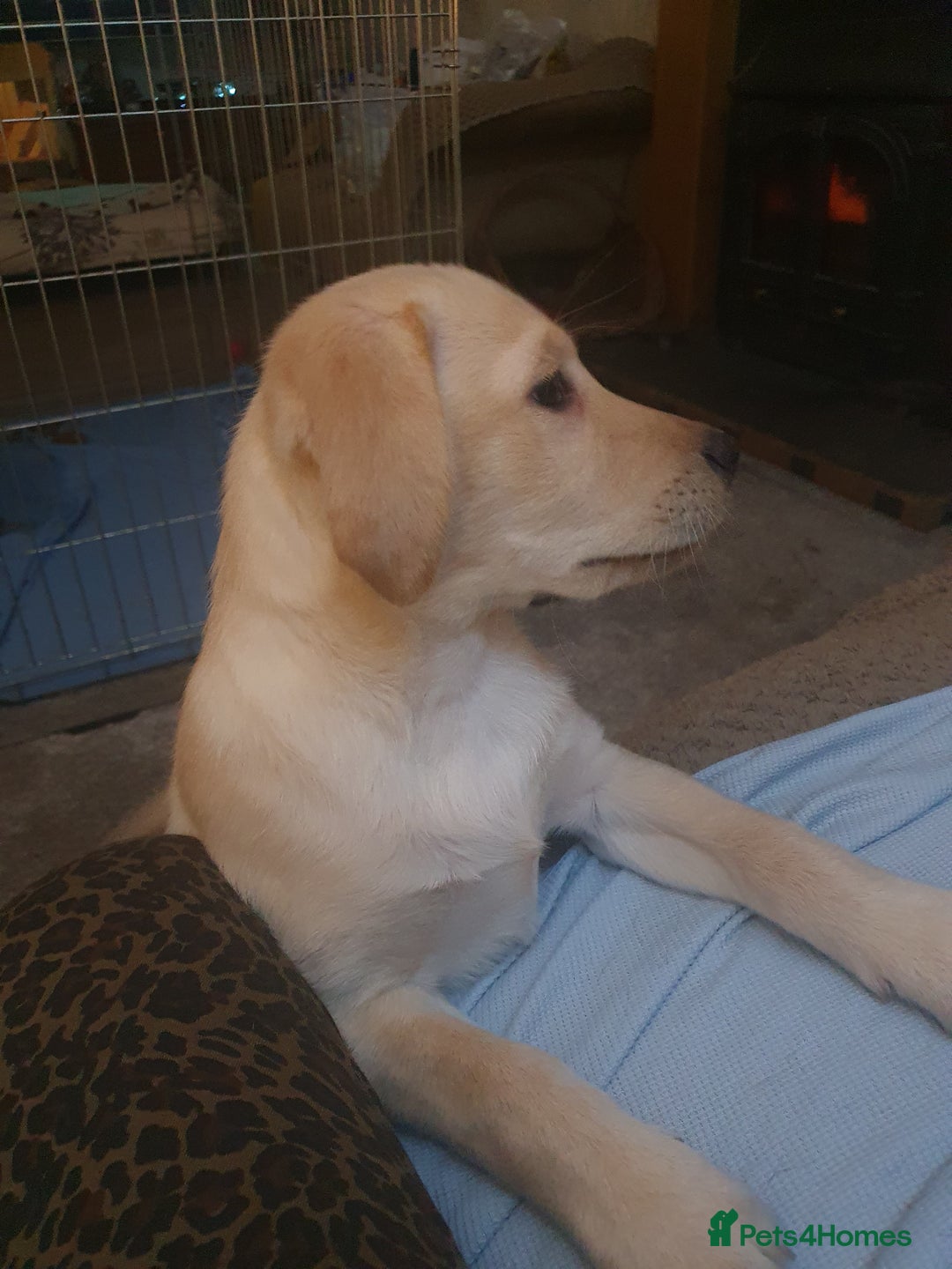 Labrador Retriever dogs for sale: Blonde female puppy 12 weeks last of litter - Advert 6