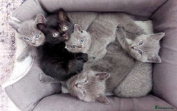 British Shorthair cats for sale: Starsky & Hutch ready for their forever home - Image 6