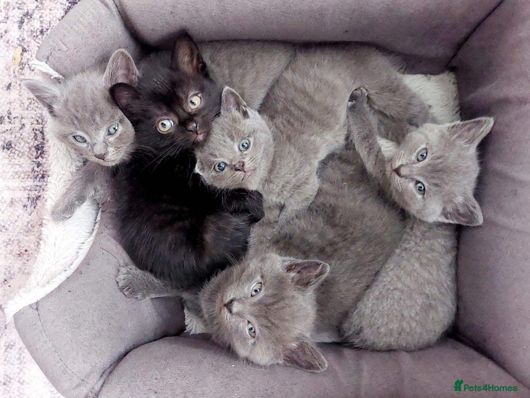 British Shorthair cats for sale: Starsky & Hutch ready for their forever home - Image 6