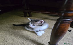 Mixed Breed cats for sale: Beautiful kittens 8 weeks old  - Image 9