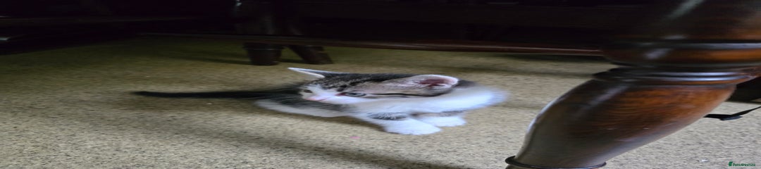 White/gray male
