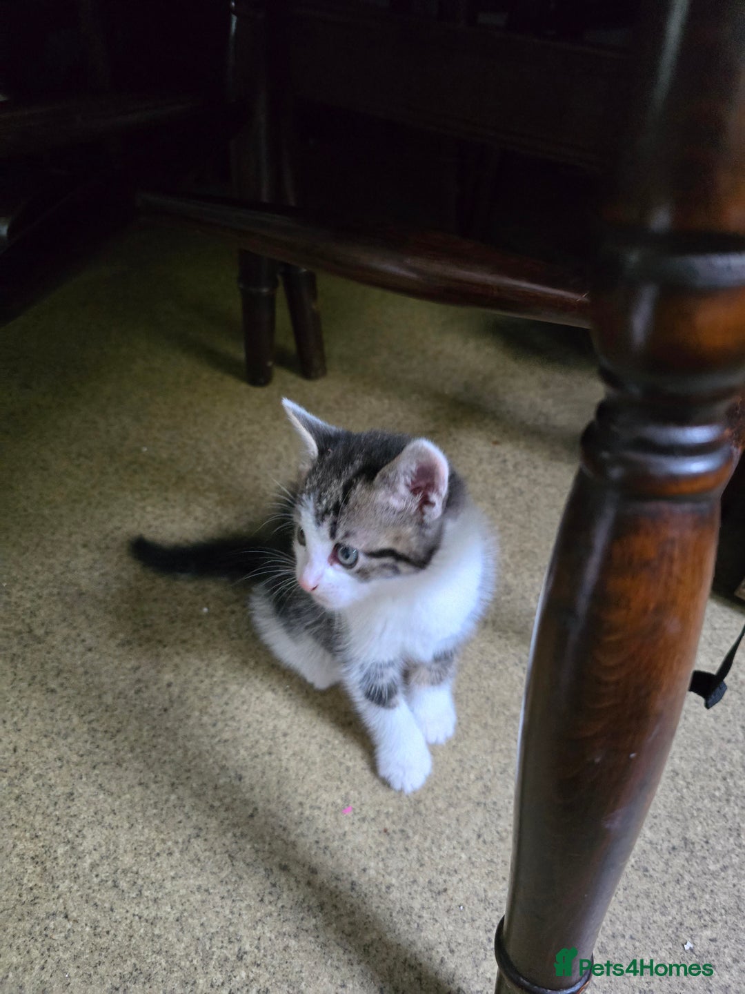 Mixed Breed cats for sale: Beautiful kittens 8 weeks old  - Image 9