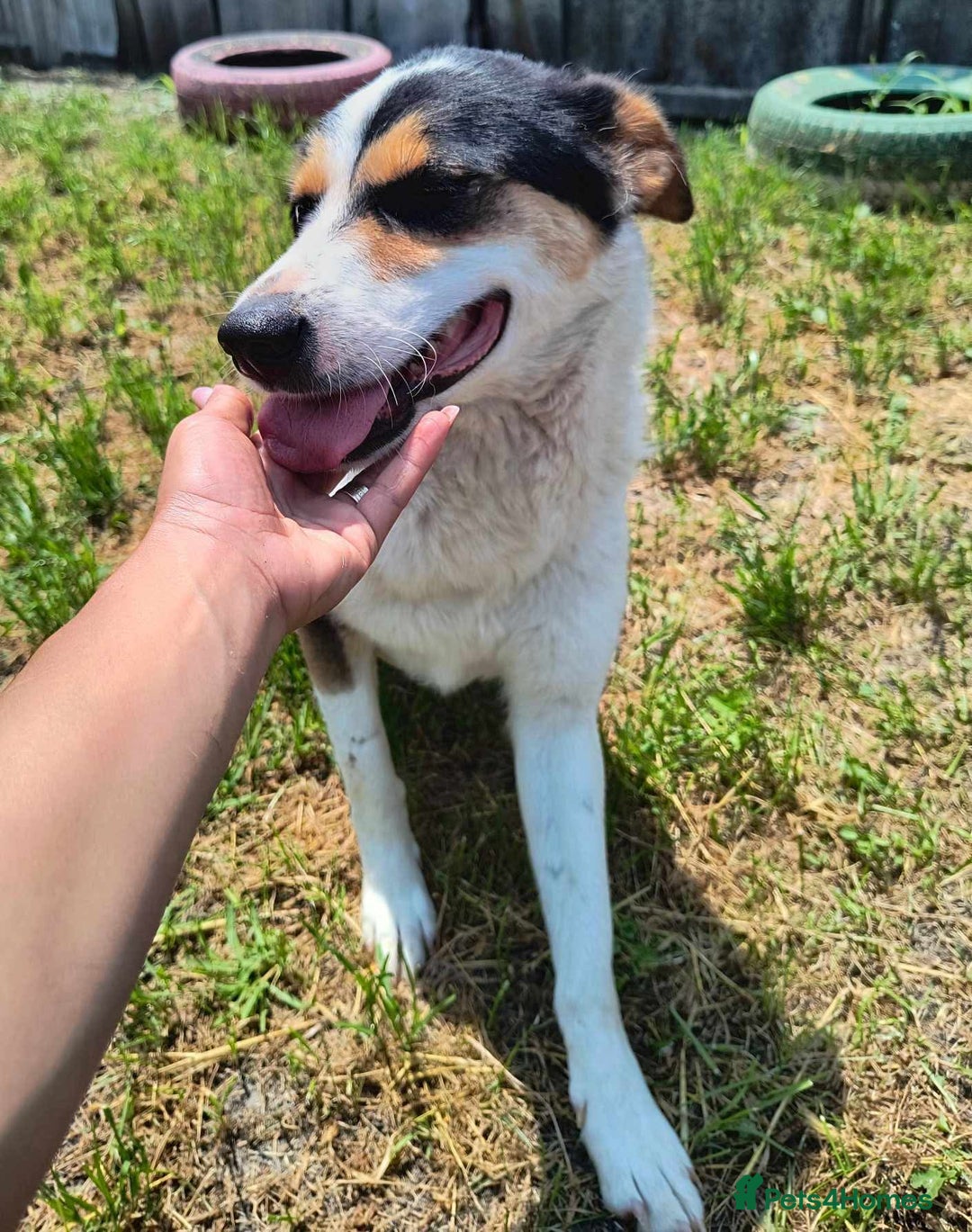 Mixed Breed dogs for adoption: Connie is looking for a home of her own! - Advert 2