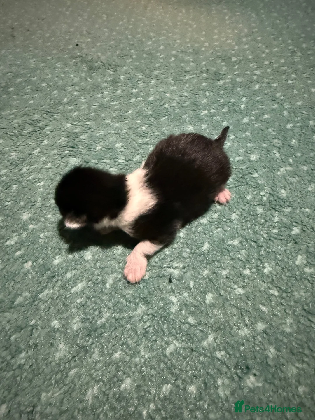 Mixed Breed cats for sale: 5 savannah mix kittens  - Advert 11