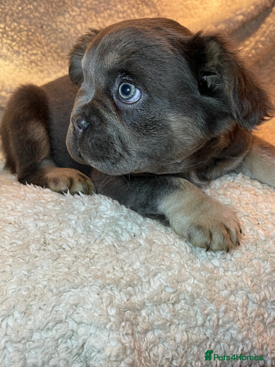 French Bulldog dogs for sale: Beautiful Fluffy Frenchie Pups - Advert 22