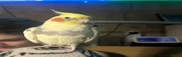 Cockatiels birds for sale: Adorable fully tamed female cockatiel  - Advert 1
