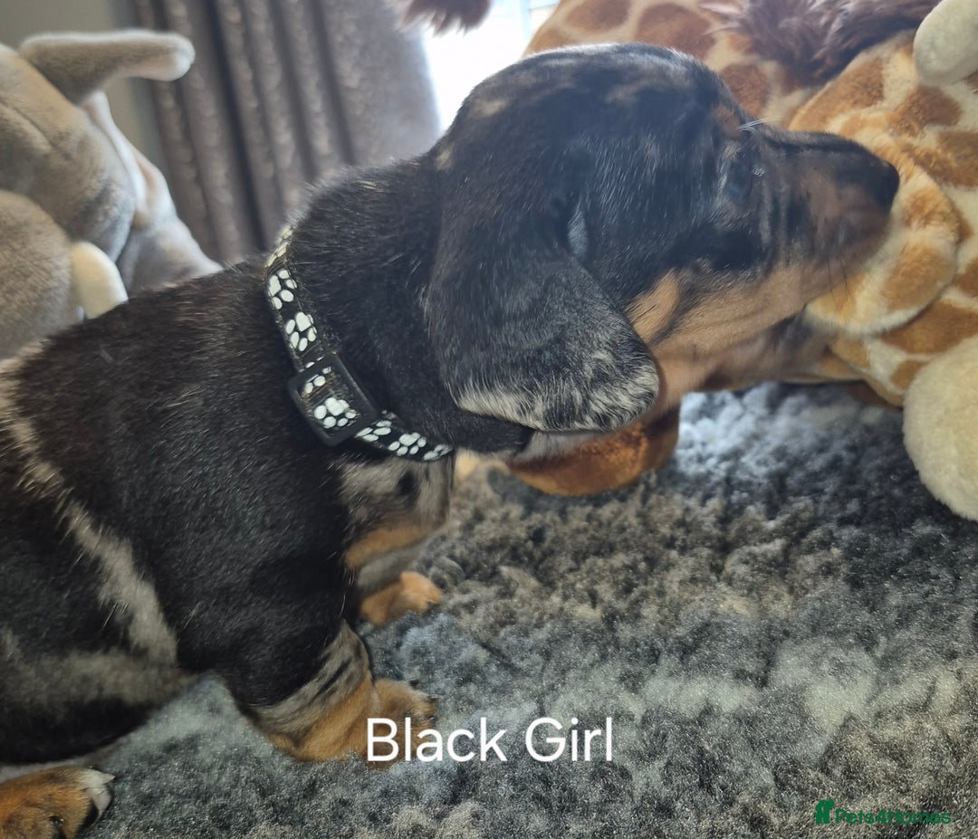 Dachshund dogs for sale: Dachshund Puppies looking for forever homes - Image 11