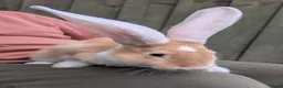Continental Giant rabbits for sale: Beautiful Conti babies  - Advert 2