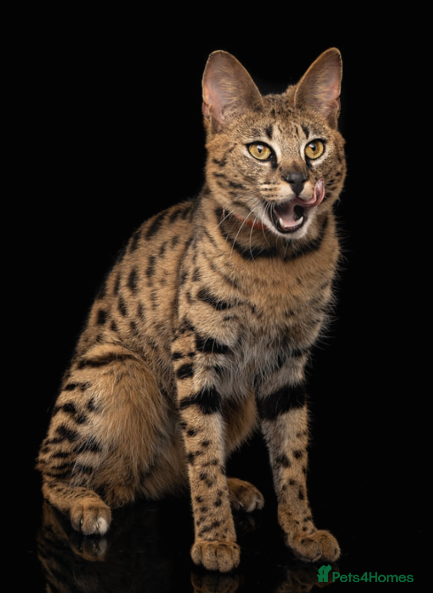 Savannah cats F1 Savannah - Huge black nose - golden - Advert 1