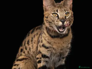 Savannah cats F1 Savannah - Huge black nose - golden - Advert 1