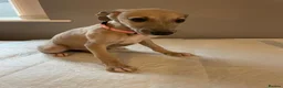 Whippet dogs for sale: Blue whippet pups  in Rhyl - Advert 9