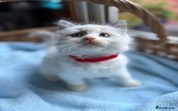 Ragdoll cats for sale: One gorgeous boy,  Luxury pedigree. - Image 8