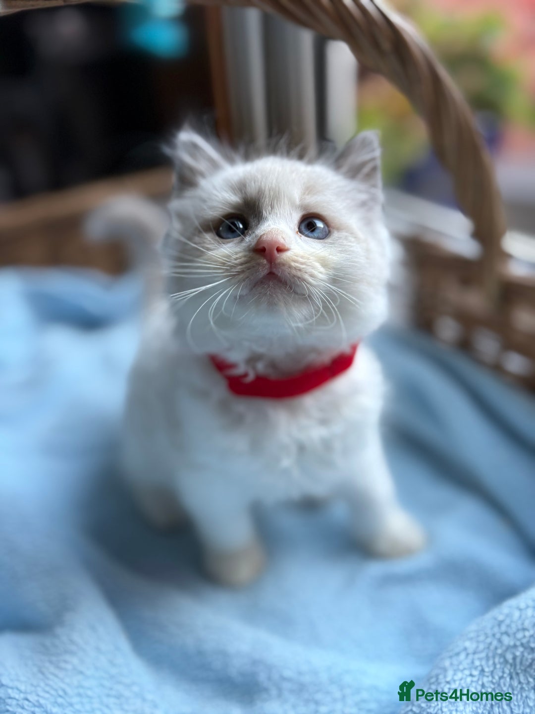 Ragdoll cats for sale: One gorgeous boy,  Luxury pedigree. - Image 8