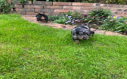 Miniature Dachshund dogs for sale: Miniature Black and Tan Dapple Dachshunds - Image 23
