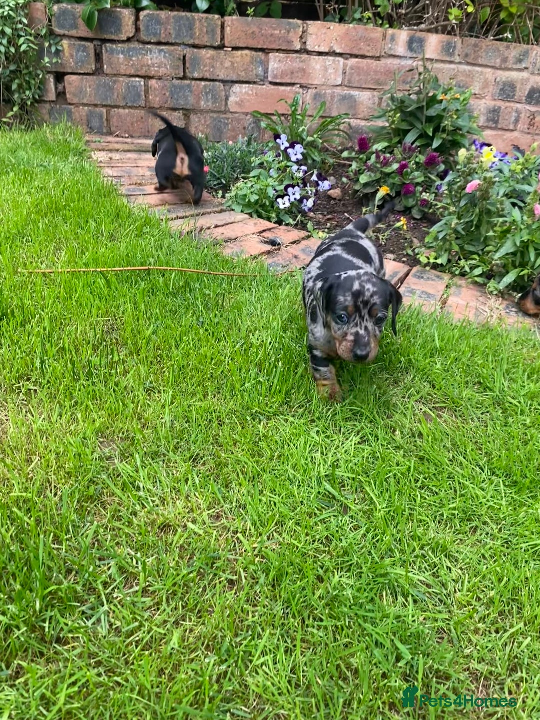 Miniature Dachshund dogs for sale: Miniature Black and Tan Dapple Dachshunds - Image 23