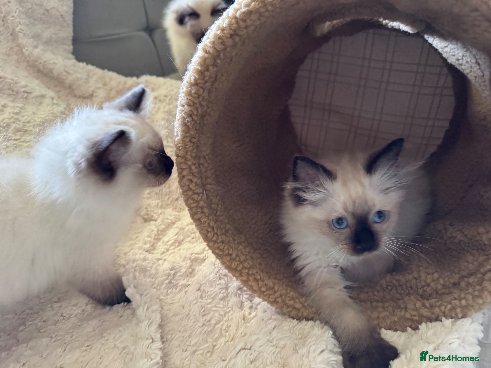 Ragdoll cats Stunning Ragdoll kittens - Advert 2