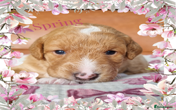 Australian Labradoodle dogs for sale: Stunning red F1b Australian Labradoodle puppies  - Image 31