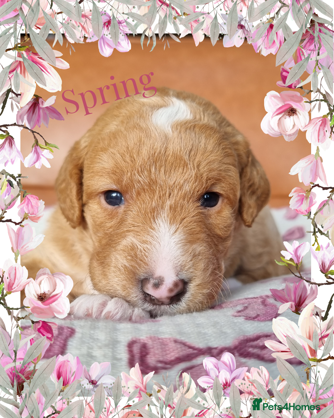 Australian Labradoodle dogs for sale: Stunning red F1b Australian Labradoodle puppies  - Image 31