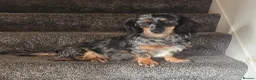 Miniature Dachshund dogs for sale: 3 beautiful longhaired dapple dachshund - Advert 2