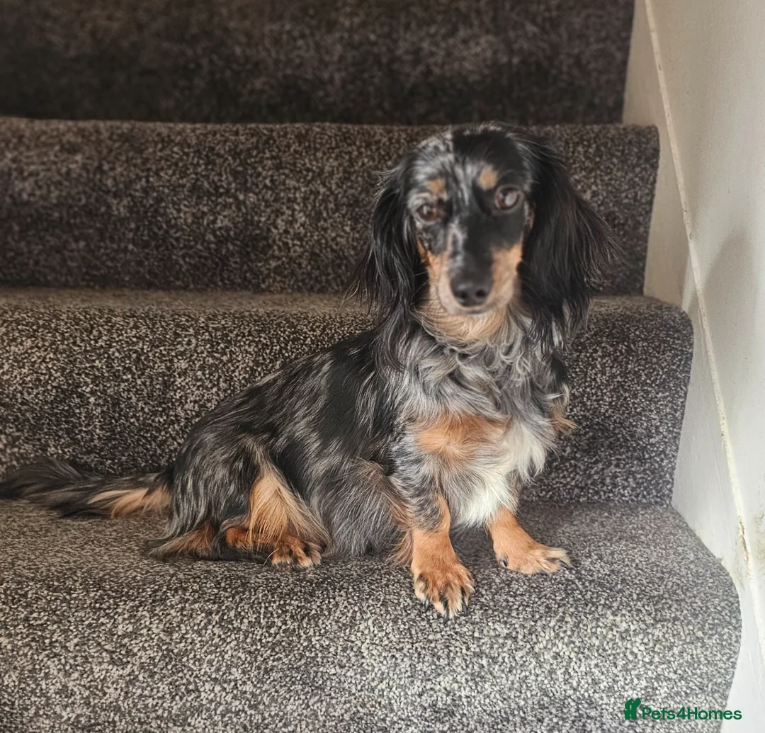 Miniature Dachshund dogs for sale: 3 beautiful longhaired dapple dachshund - Advert 2