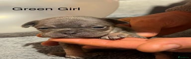 Green Girl