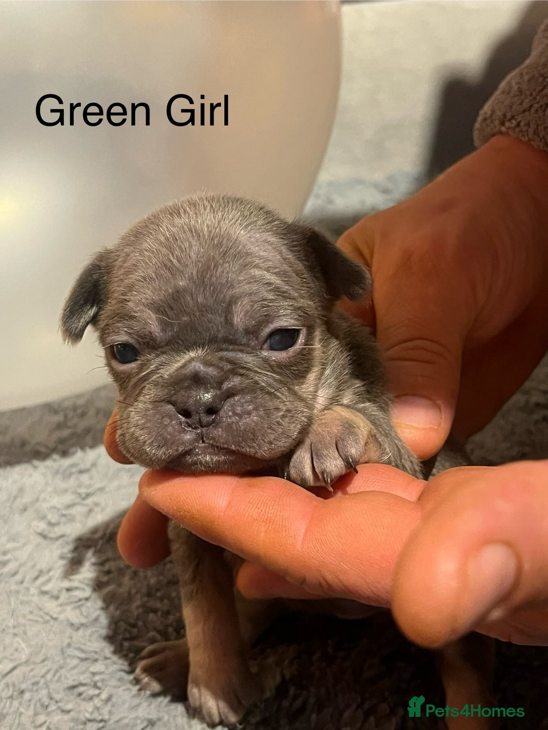 French Bulldog dogs for sale: DWKC Registered French Bulldog puppies for sale - Advert 4