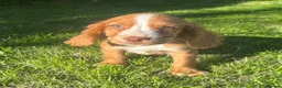 Cocker Spaniel dogs for sale: 3 cocker spaniel puppies looking for new homes  in Wisbech - Advert 5