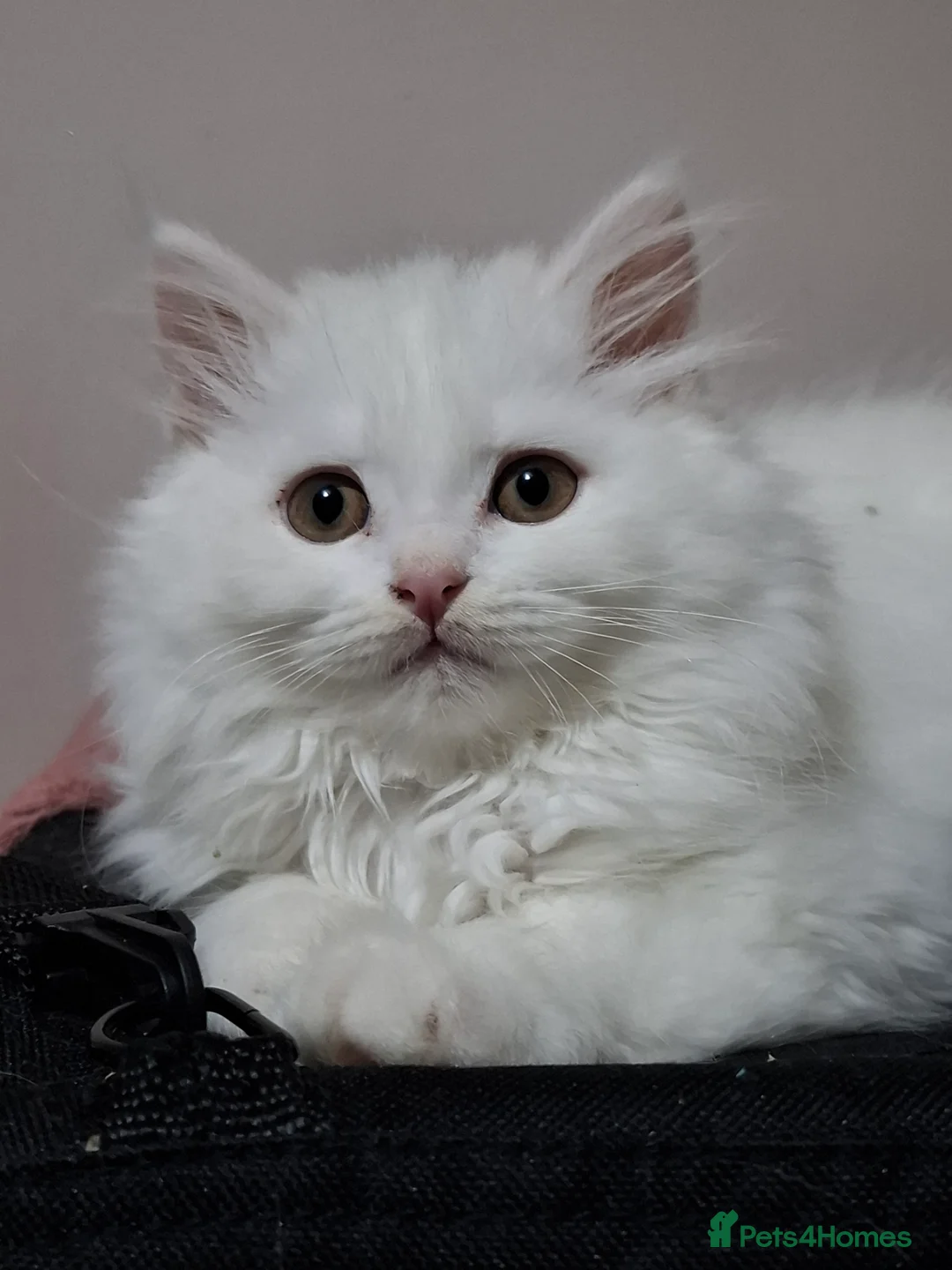 Selkirk Rex cats for sale: Long haired selkirk rex kittens  - Advert 2