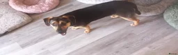 Mixed Breed dogs for adoption: 💙MARCO💙-  1 year old, a lower-medium/medium boy  - Advert 11